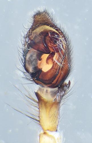 Réf. 307 909 : Drassodex lesserti